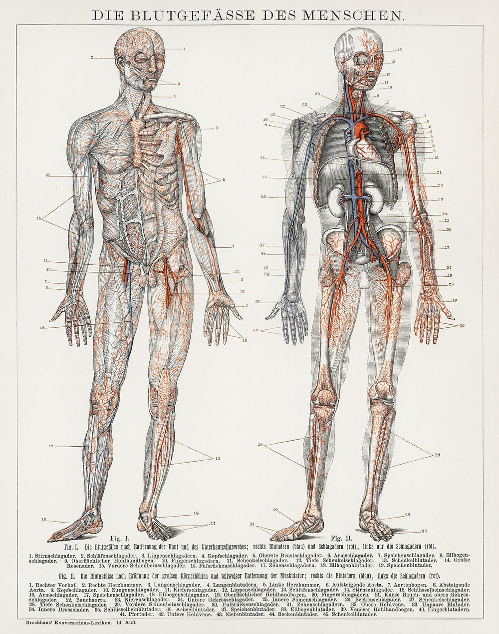 A drawing of two men with their veins and arteries - Anatomy