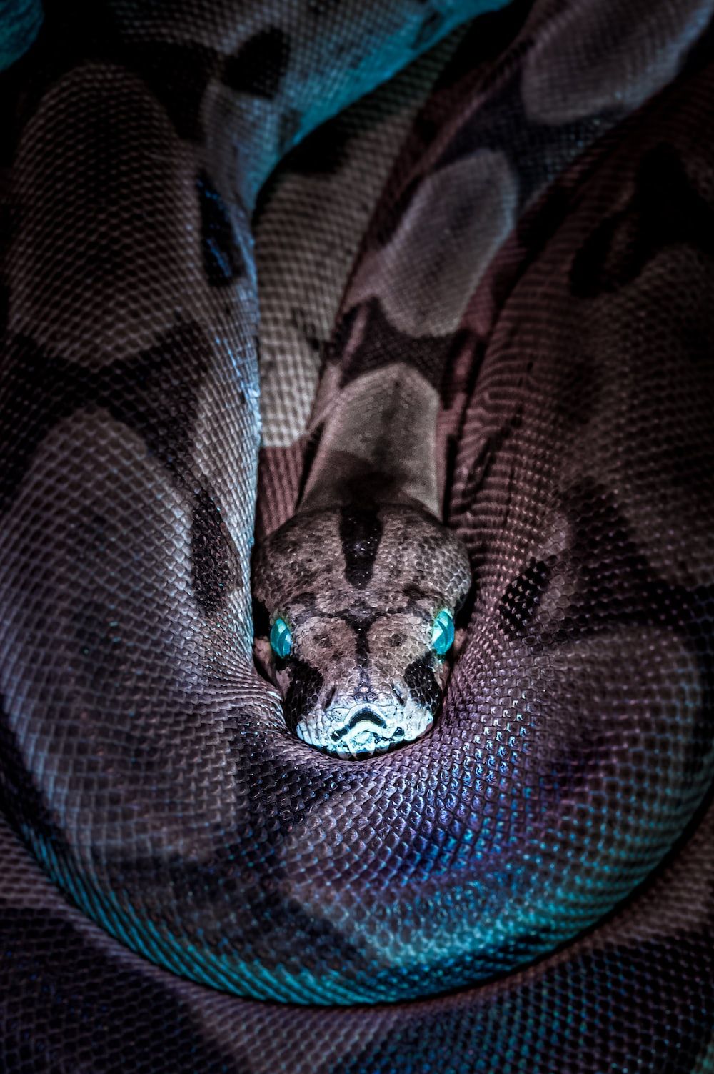 A python curled up with its eyes glowing blue - Snake