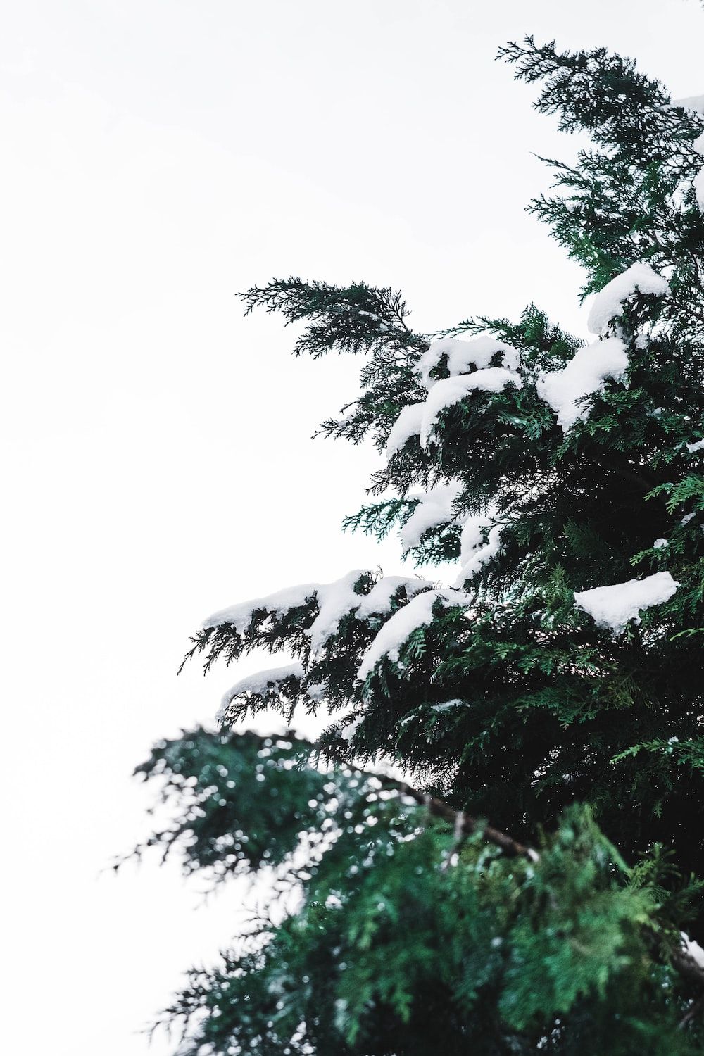 A snow-covered evergreen tree against a white sky - White Christmas