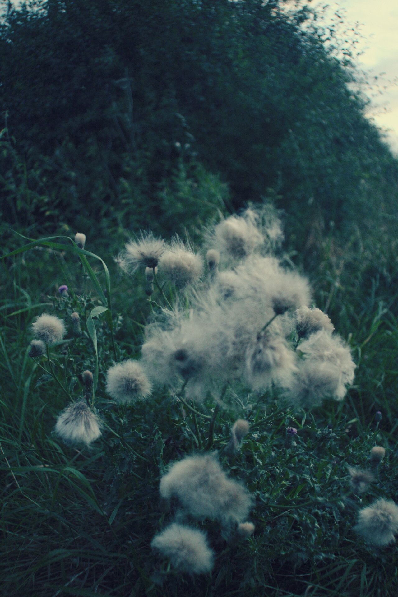 A group of fuzzy white flowers in a grassy field. - Grunge