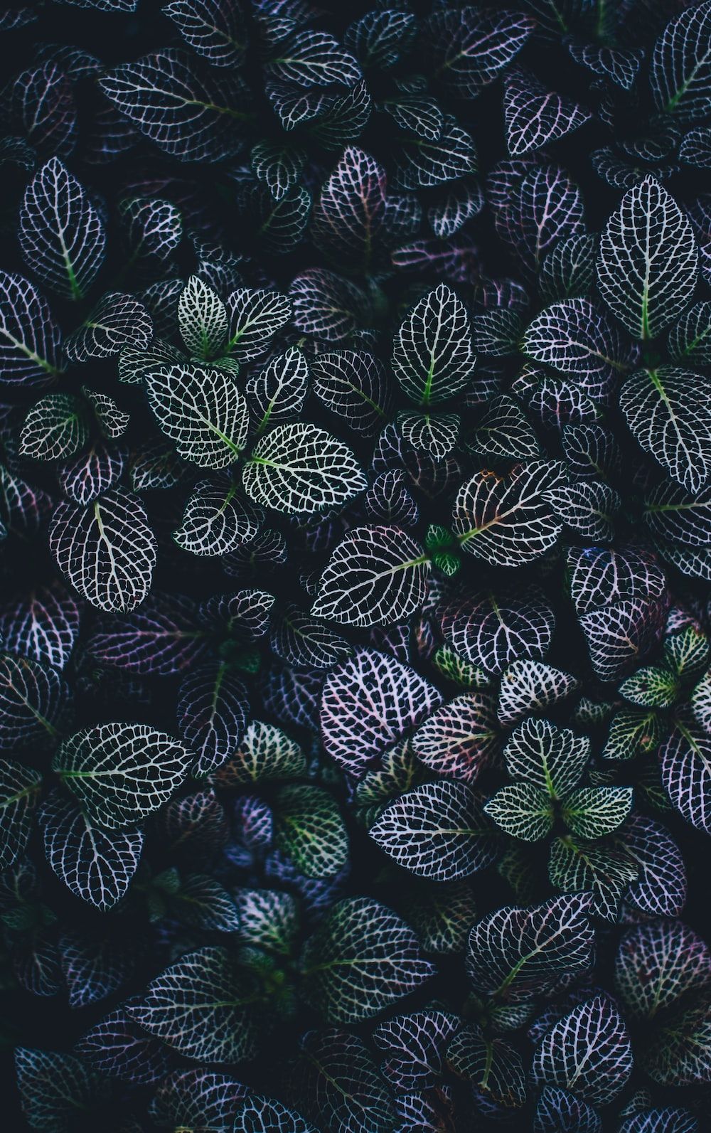 A close up of some plants in the dark - Dark green, witch