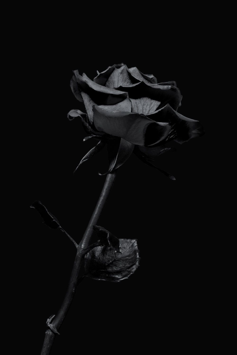 A black rose on a black background - Black, black rose