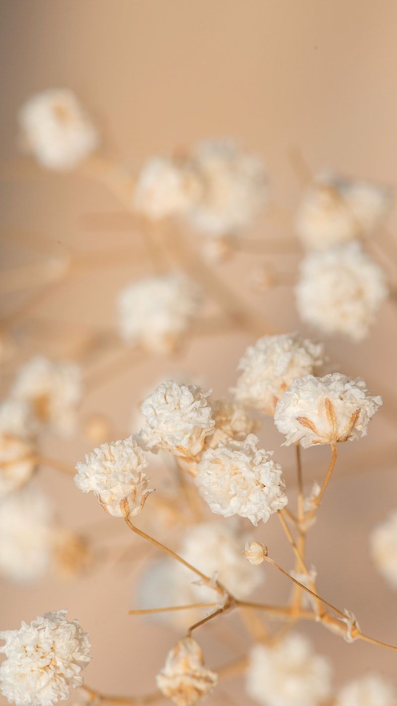 A close up of some flowers on the ground - Beige