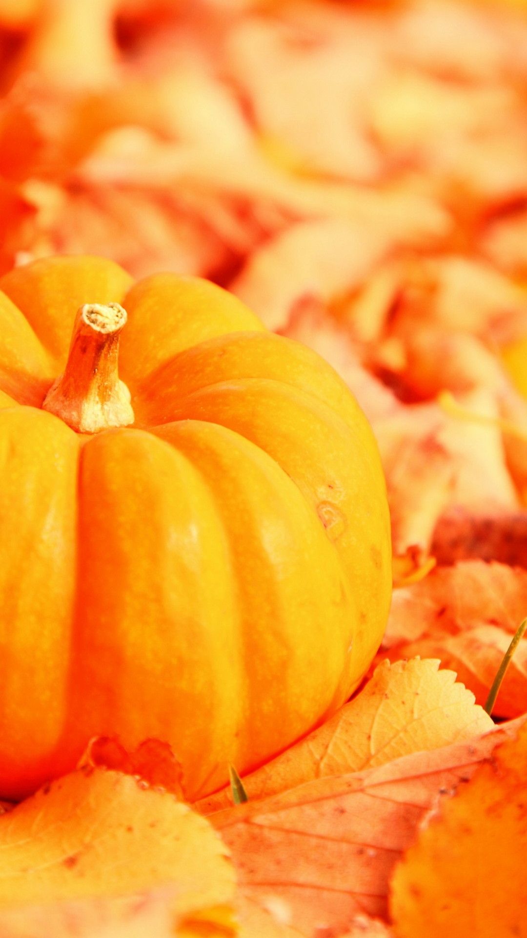 A small pumpkin on a pile of autumn leaves. - Cute, cute iPhone