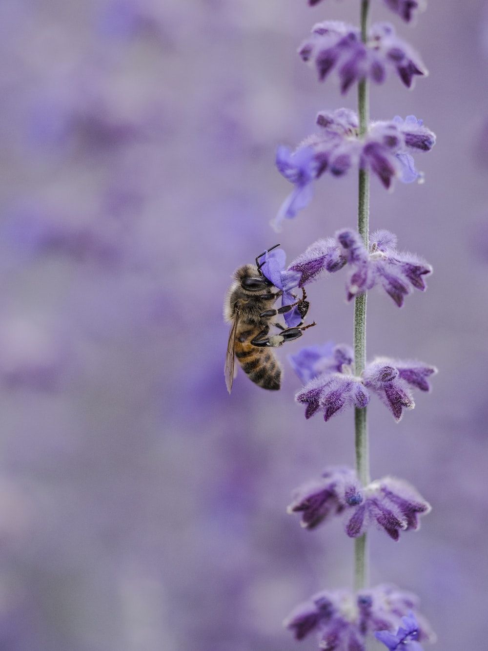 A bee on a lavender flower. - Witch