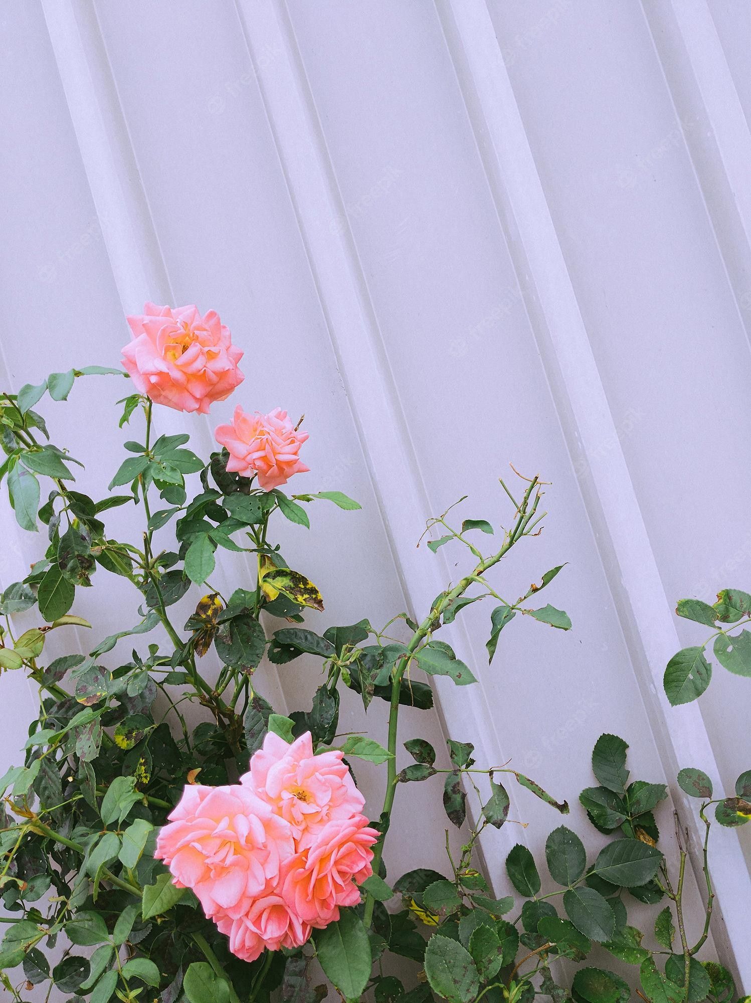 Premium Photo. Stylish flowers wallpaper roses and grey wall texture minimalist aesthetic