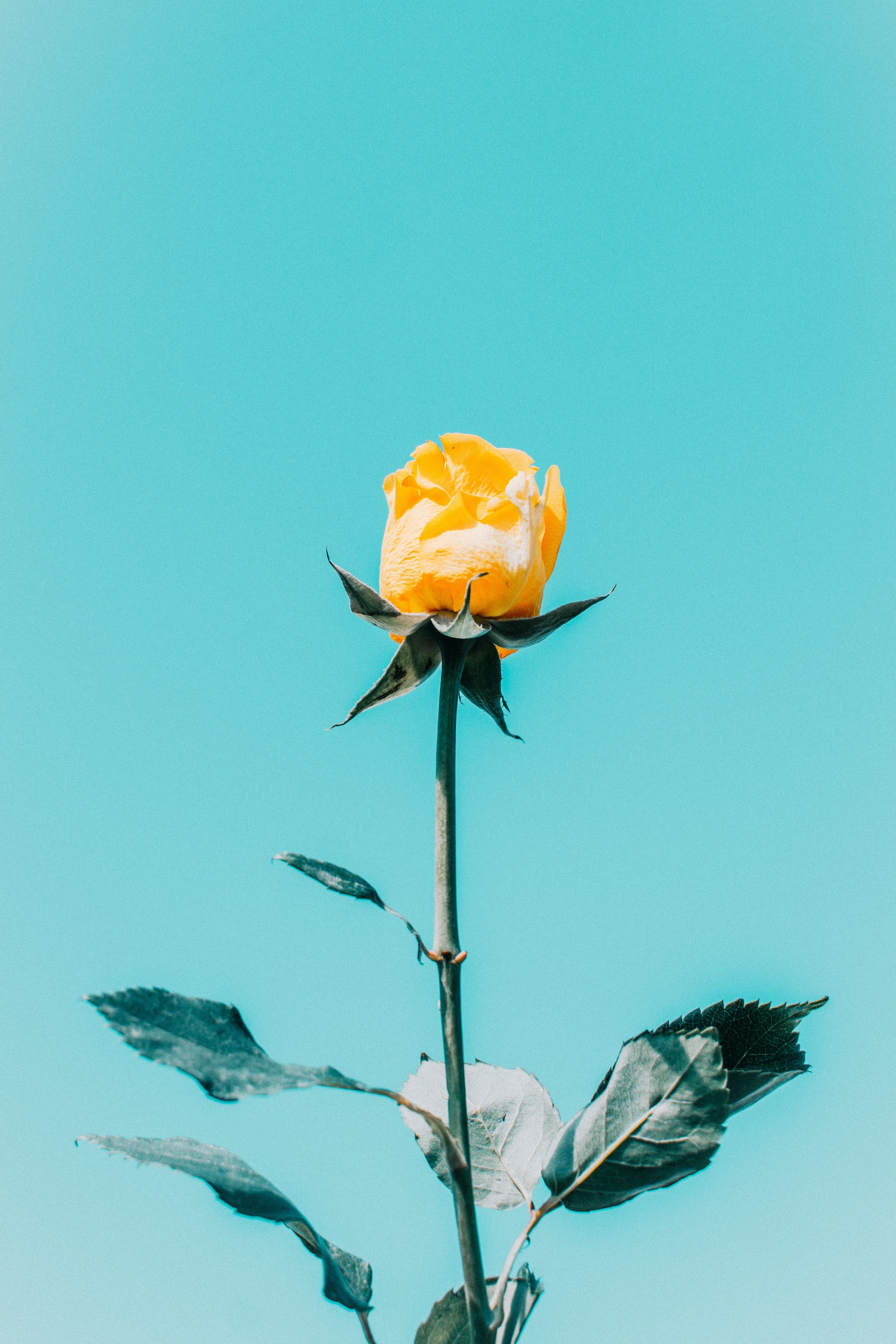 A single yellow rose on top of stem - Roses