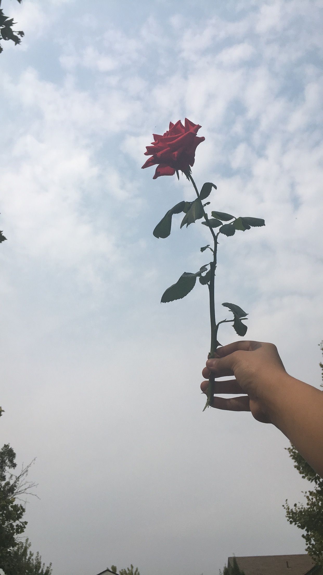A hand holding a red rose against a cloudy sky - Roses