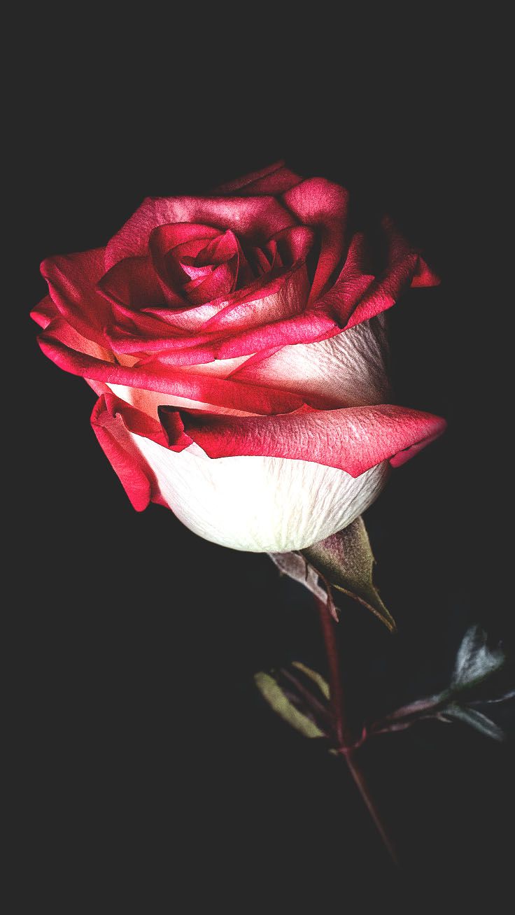A single red and white rose on black background - Roses