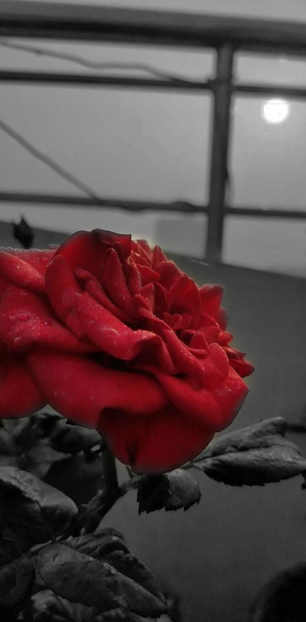 A red rose with a black and white background - Roses