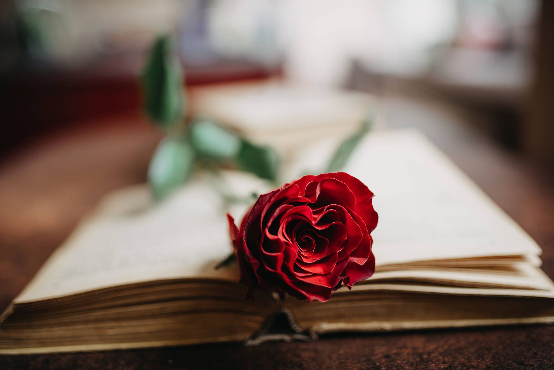 A red rose is sitting on top of an open book - Roses
