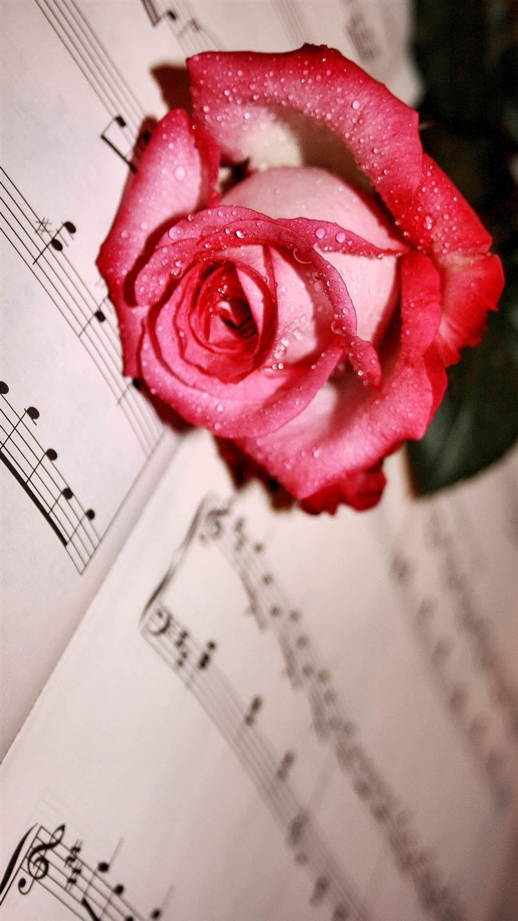 Dew Red Rose Lying Music Score iPhone 8 Wallpaper Free Download