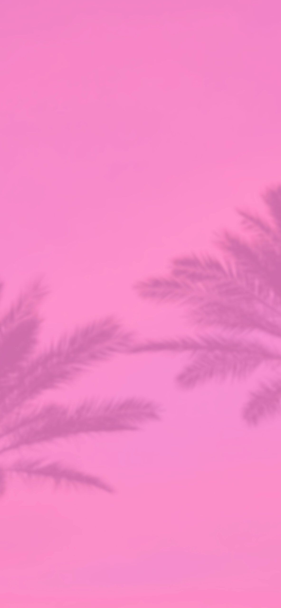A pink background with a palm tree shadow - Pink, cute pink, pink phone, hot pink, soft pink, light pink