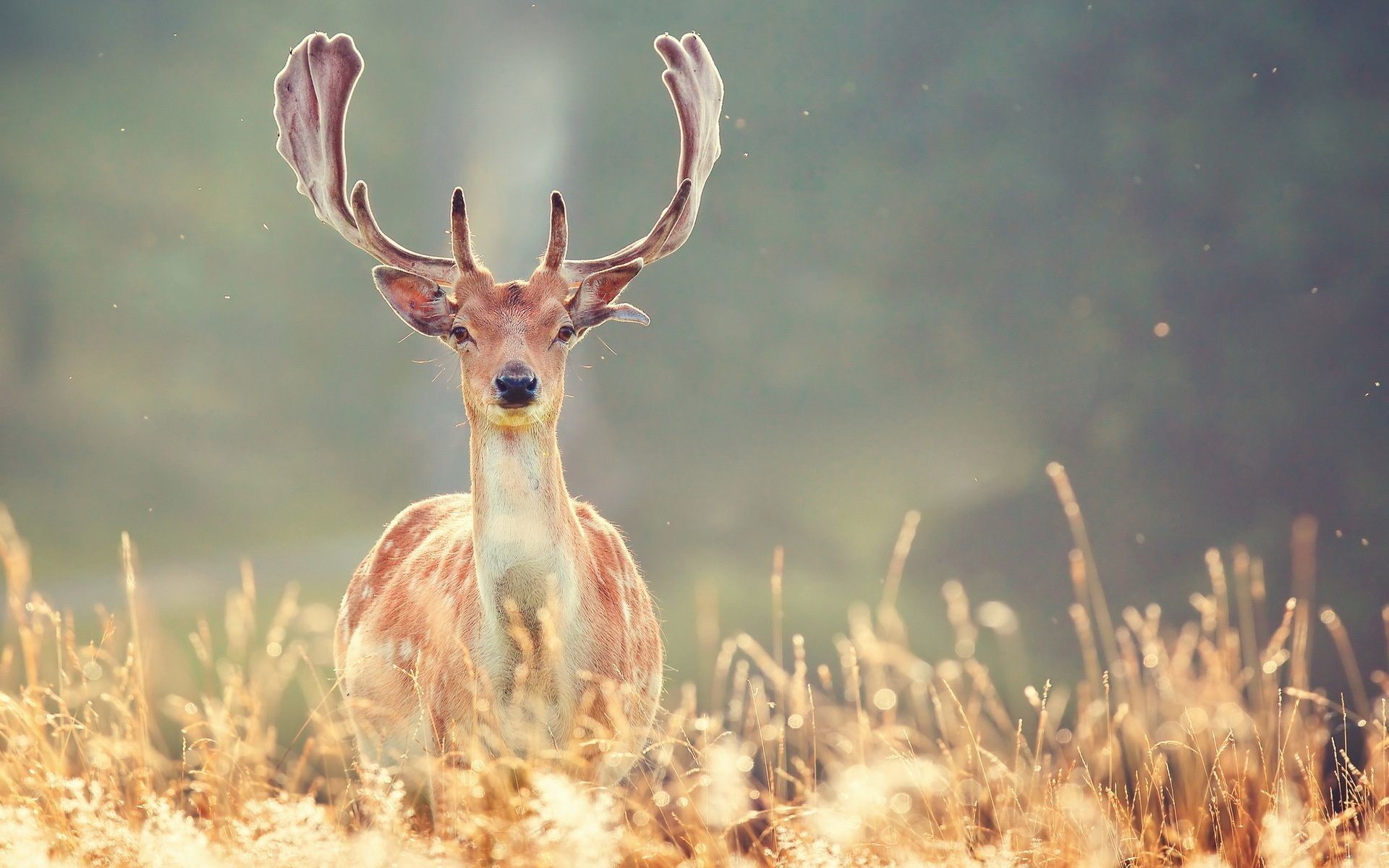 Deer HD Wallpaper For Desktop
