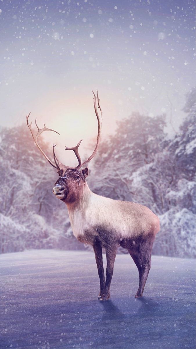 Winter Reindeer Snowy Wallpaper. Deer wallpaper, Animals, Wallpaper