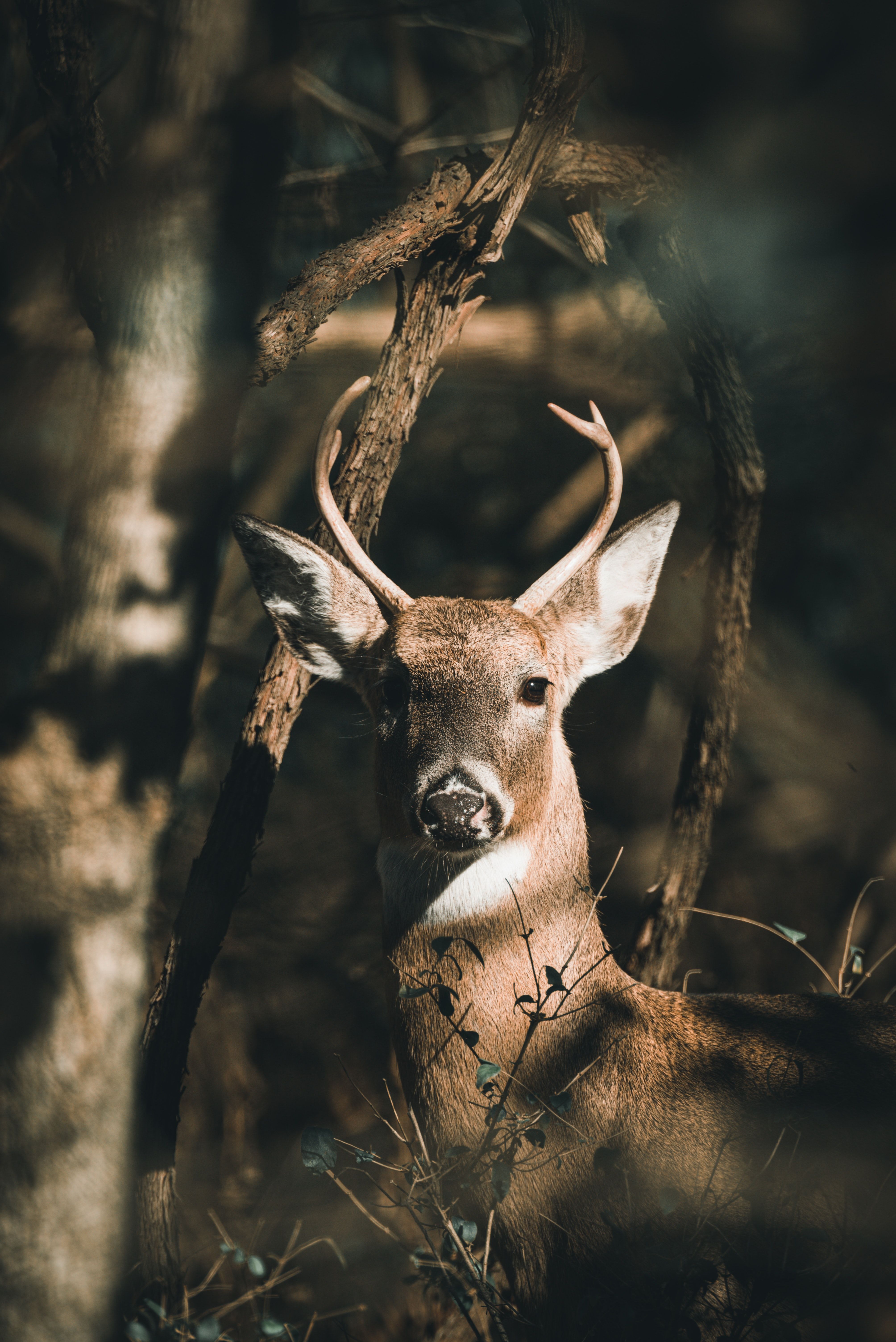 A deer is looking out from behind some trees - Deer