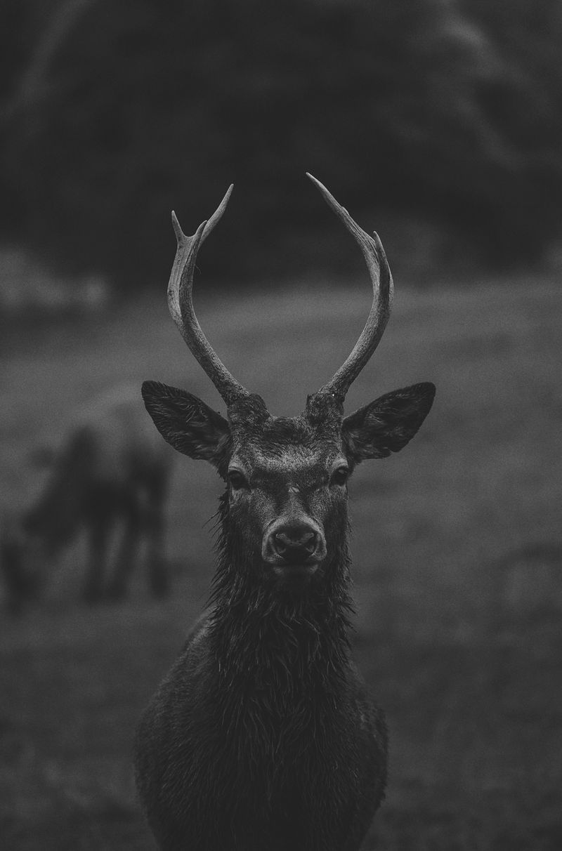 Deer Black And White Image Wallpaper