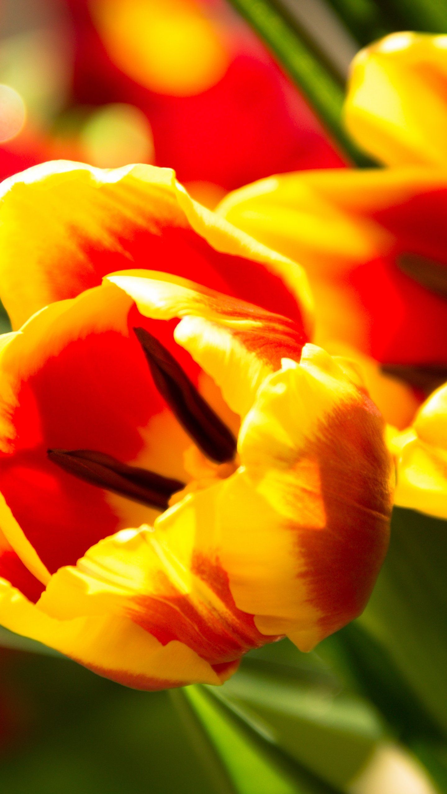 A close up of a yellow and red tulip. - Tulip