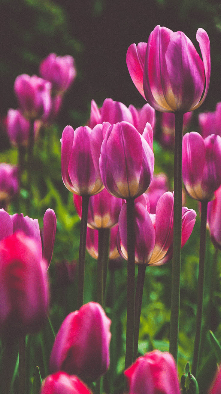 A field of pink flowers in the sun - Tulip