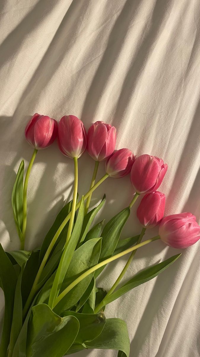 A bouquet of pink tulips on a white sheet. - Tulip