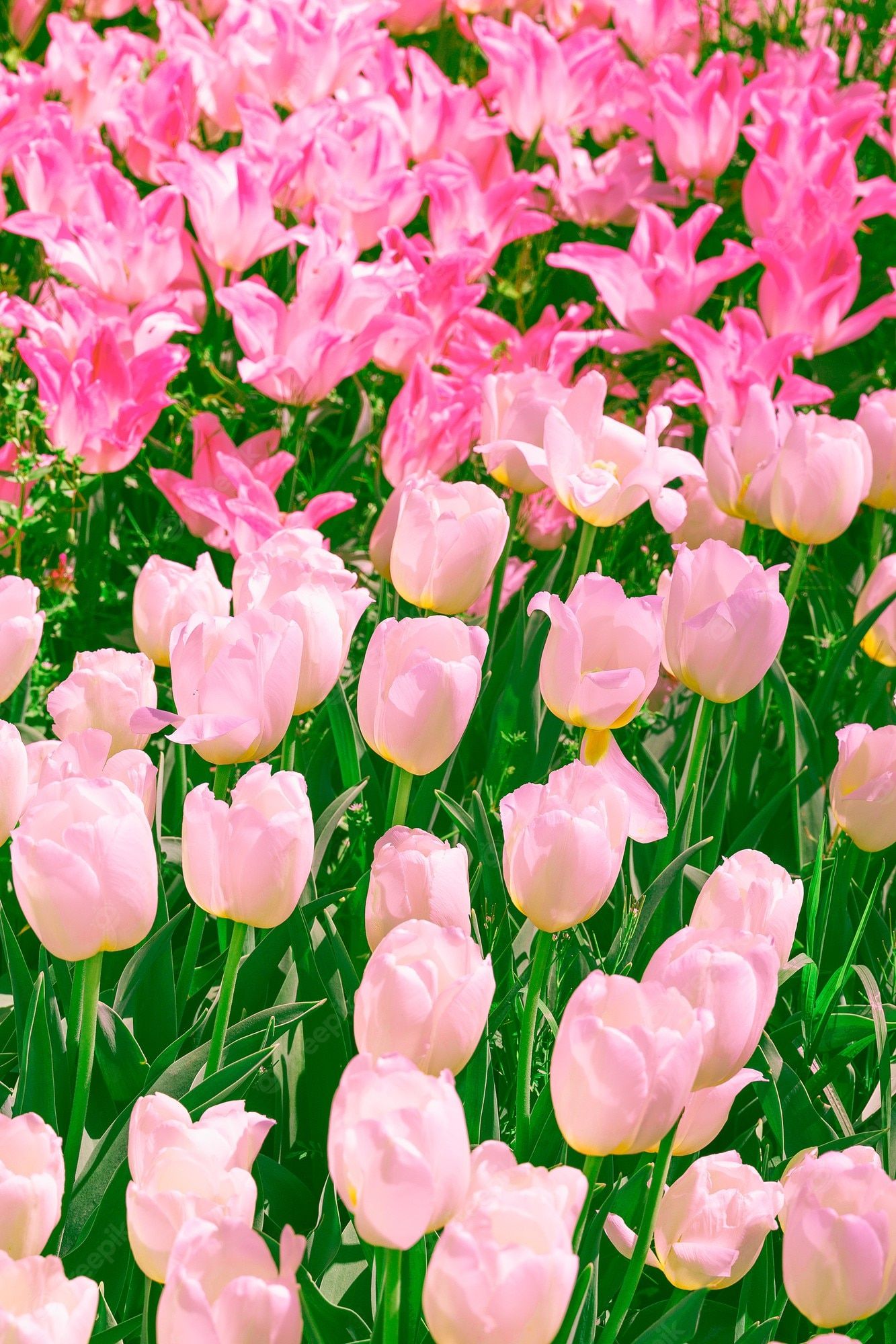 A pink and white flower field with many flowers - Tulip