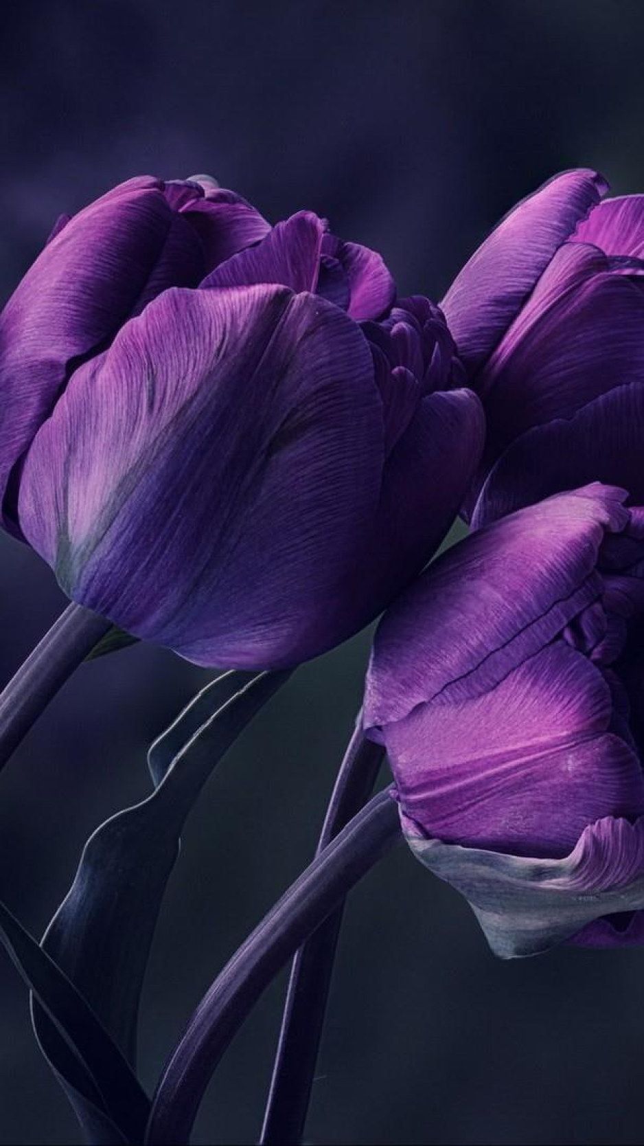 A close up of some purple tulips - Tulip