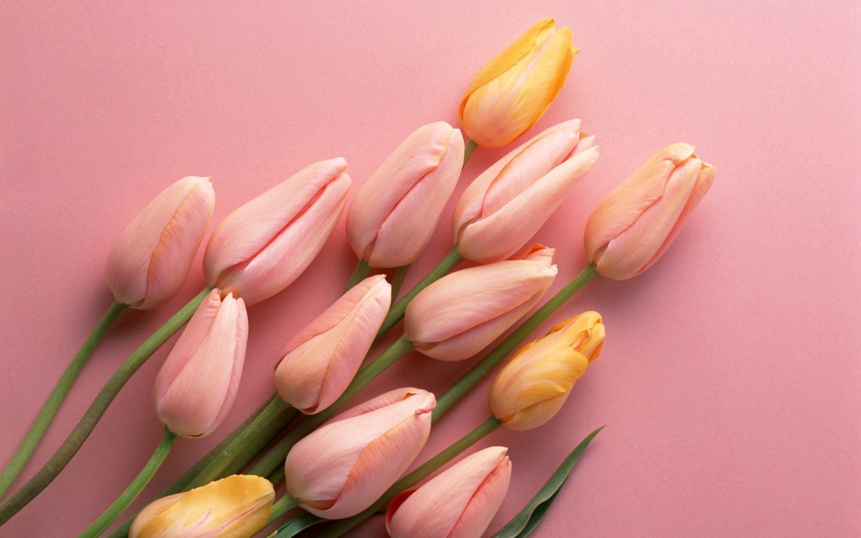 A bunch of flowers in pink and yellow - Tulip