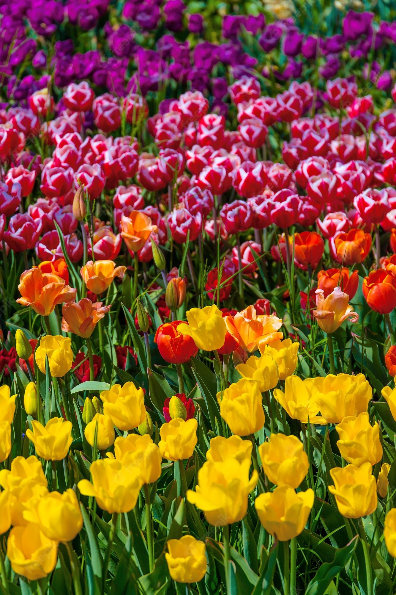 A large field of colorful tulips in bloom - Tulip