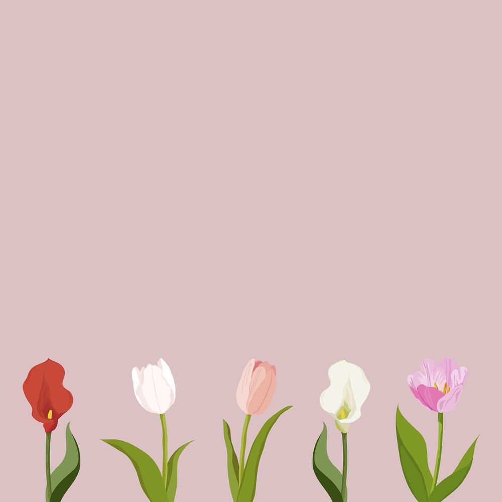 A line of five colorful tulips on a pink background - Tulip