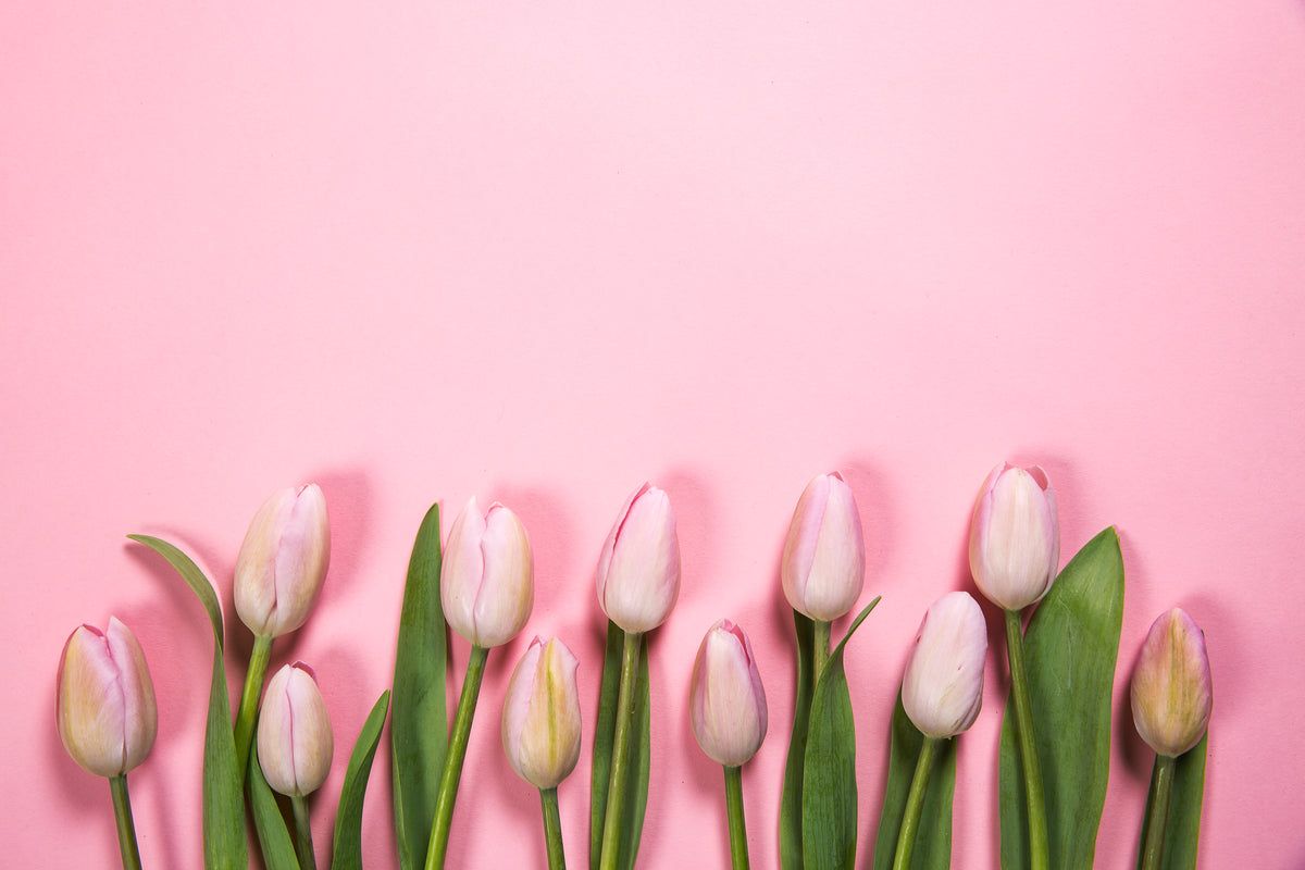 A bunch of white tulips on pink background - Tulip