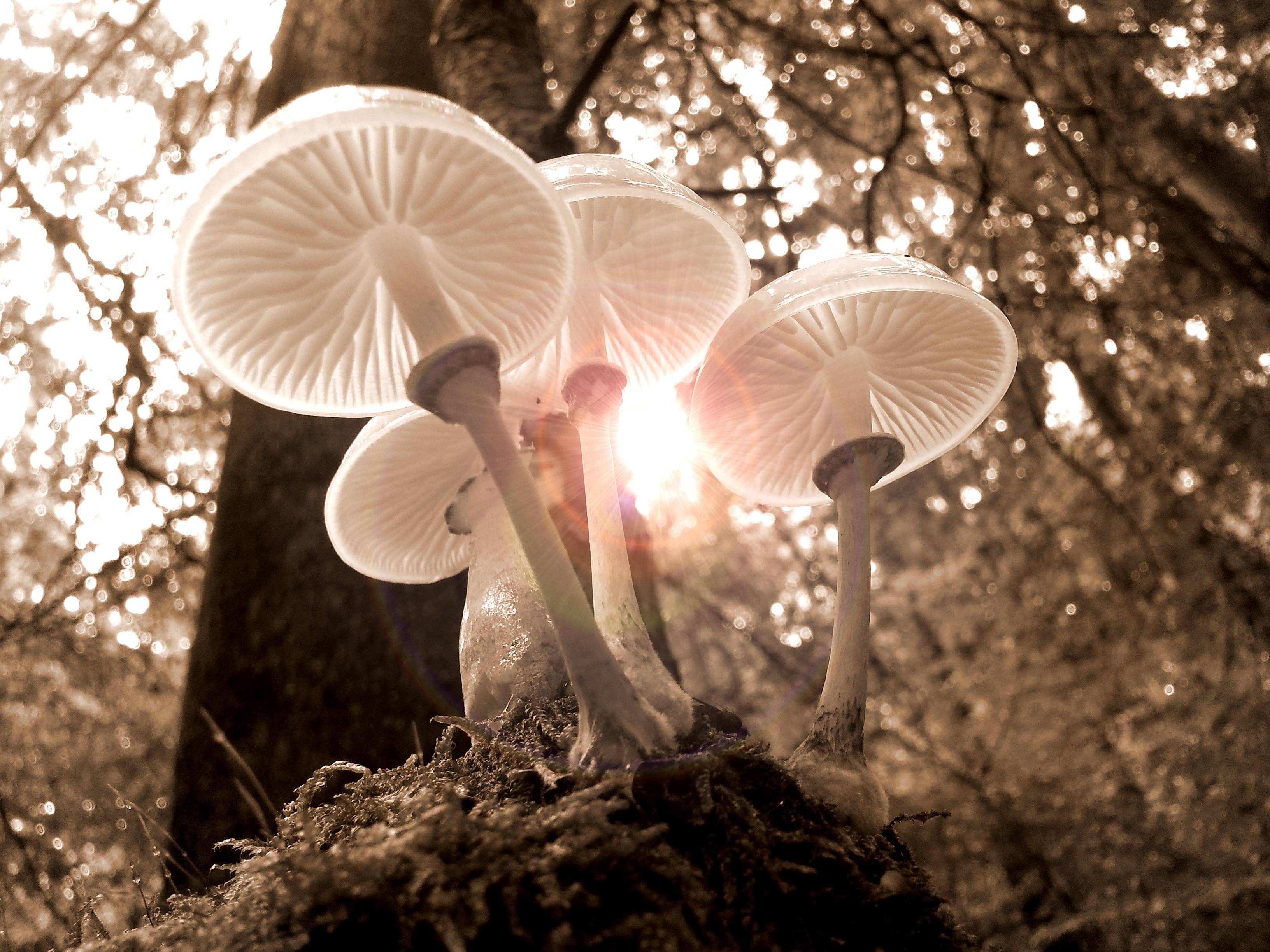 A group of mushrooms growing on the side - Mushroom