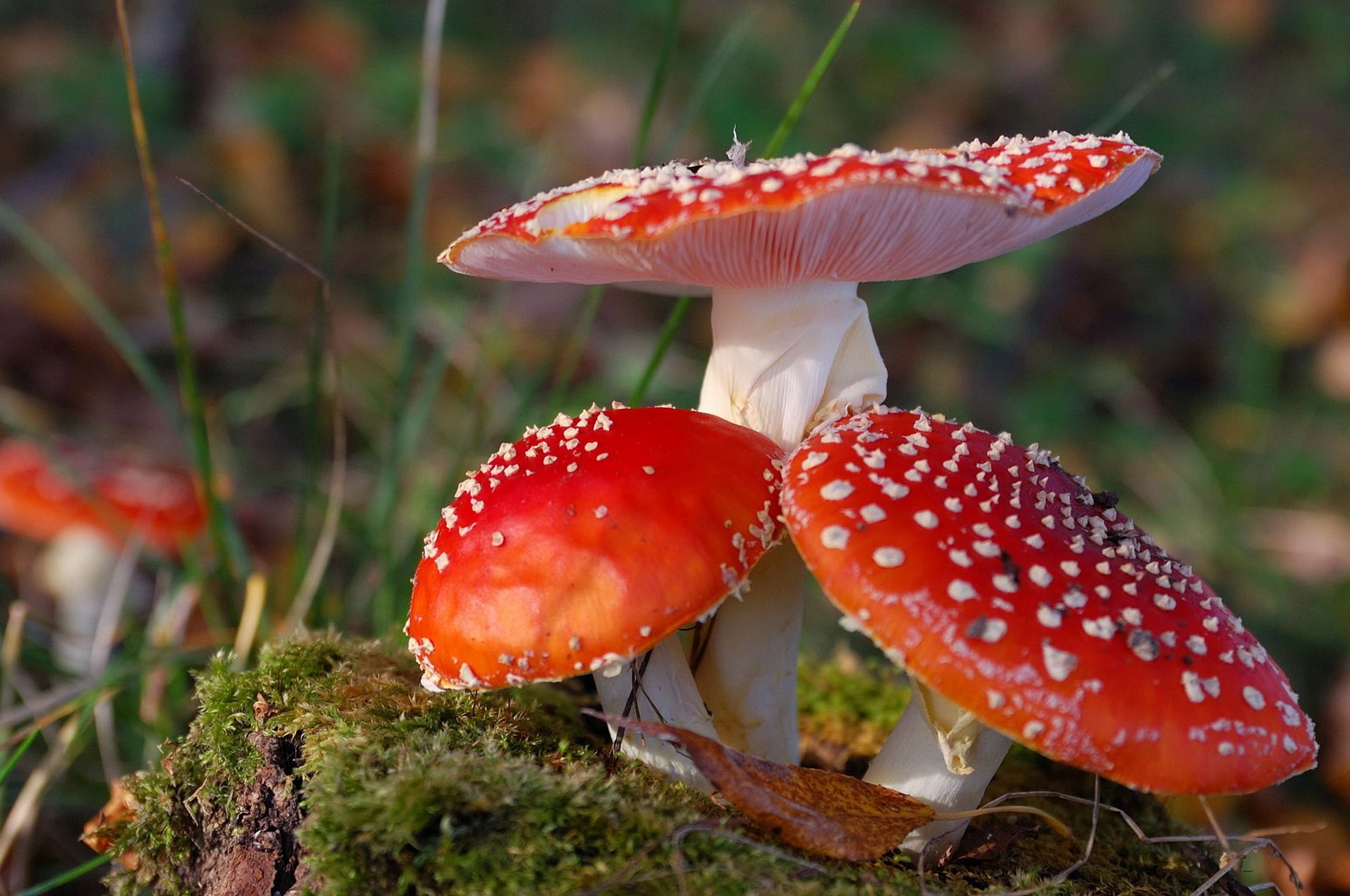 Beautiful Mushrooms Desktop Wallpaper