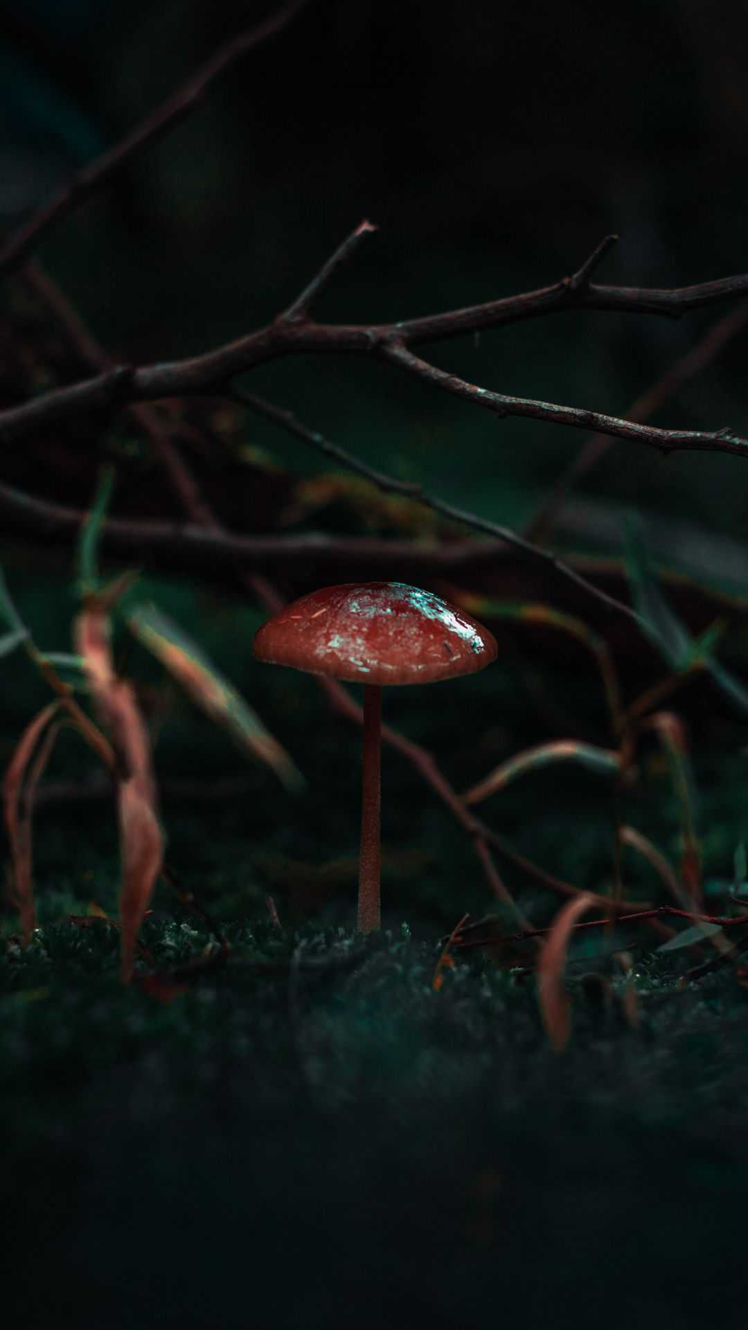 Mushroom Wallpaper