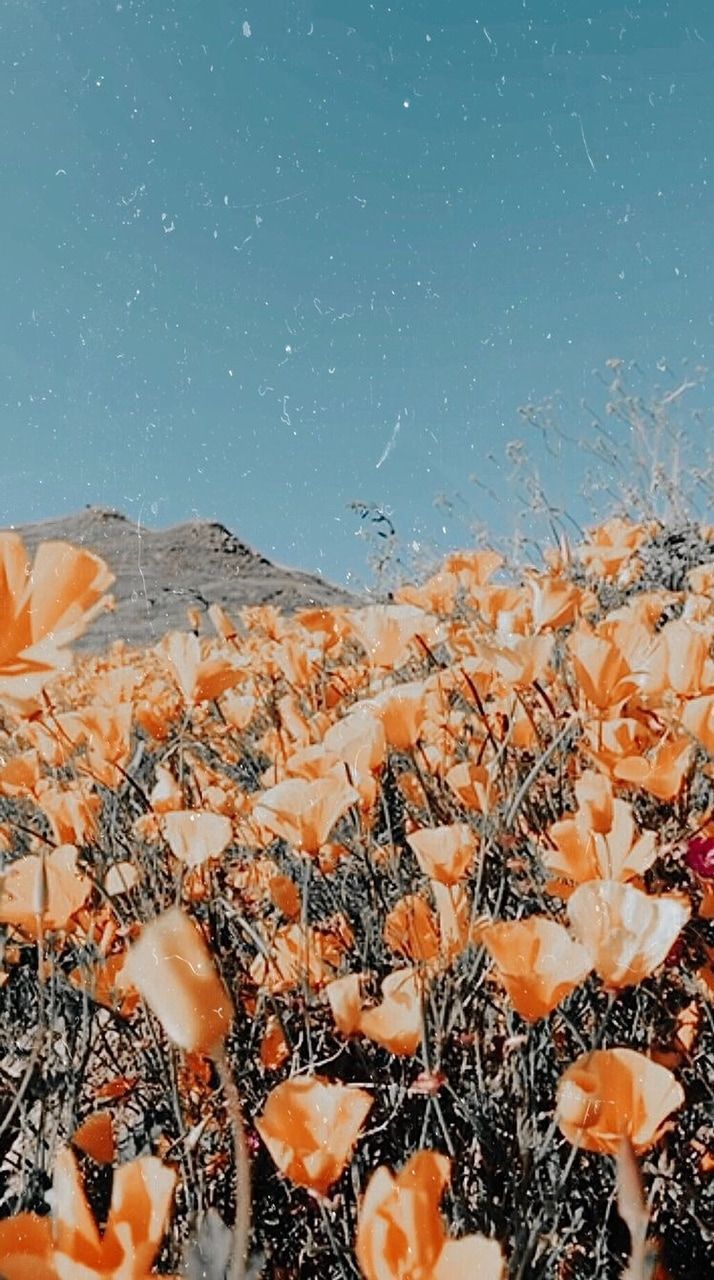 A field of orange flowers under a blue sky - California