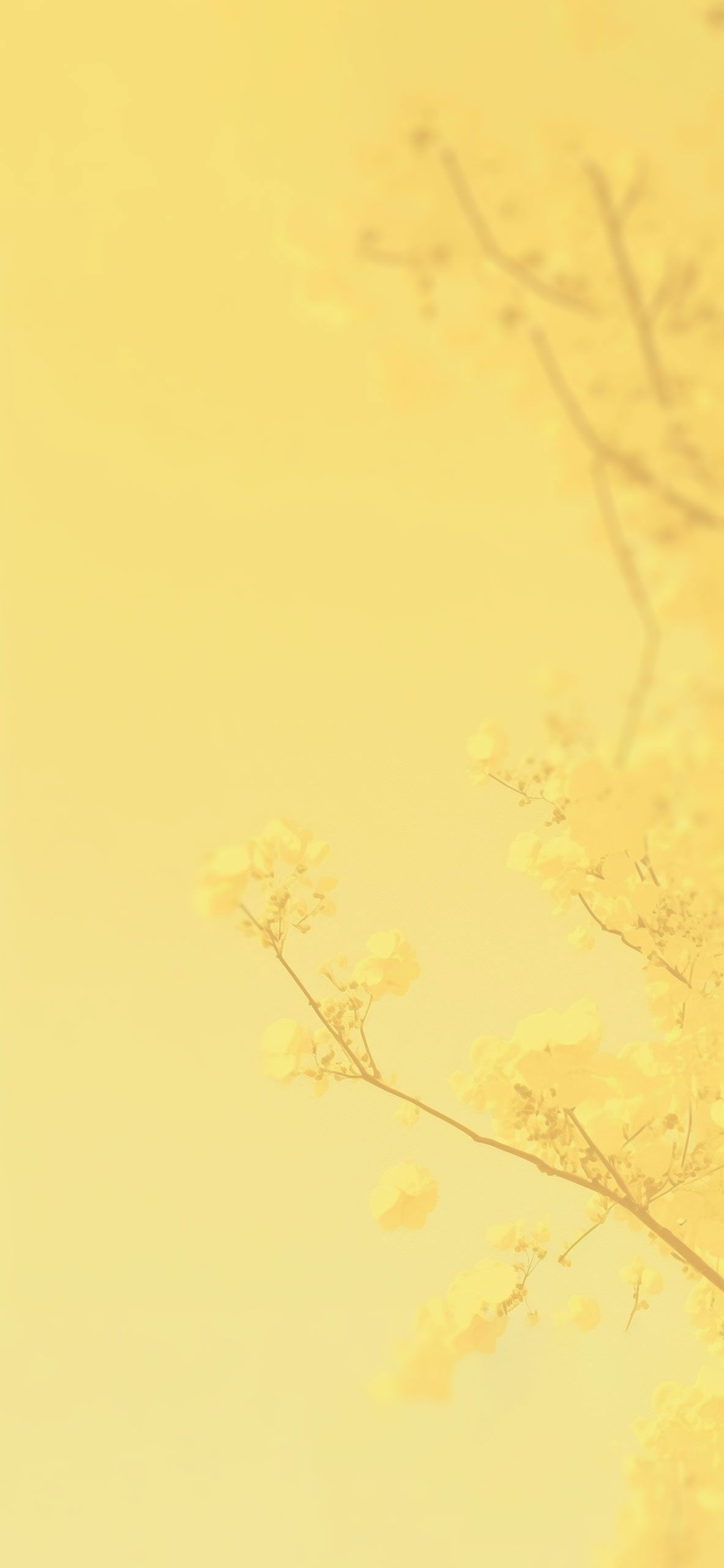 Yellow Blossom Tree Aesthetic Wallpaper Yellow Wallpaper