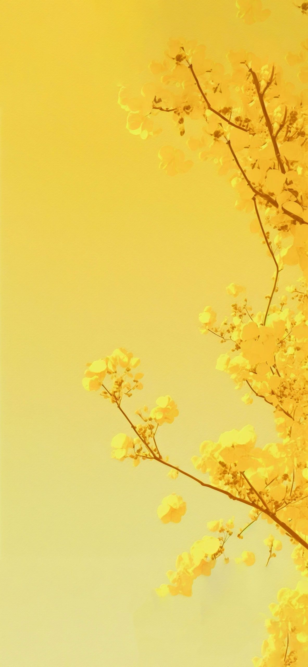 A yellow tree branch with yellow flowers on a yellow background - Yellow, yellow iphone