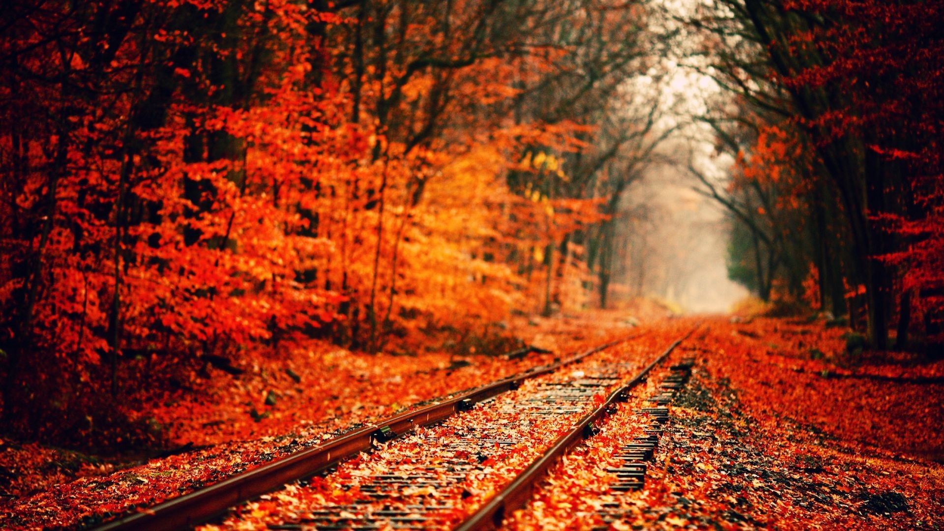 A railway track surrounded by trees - Fall