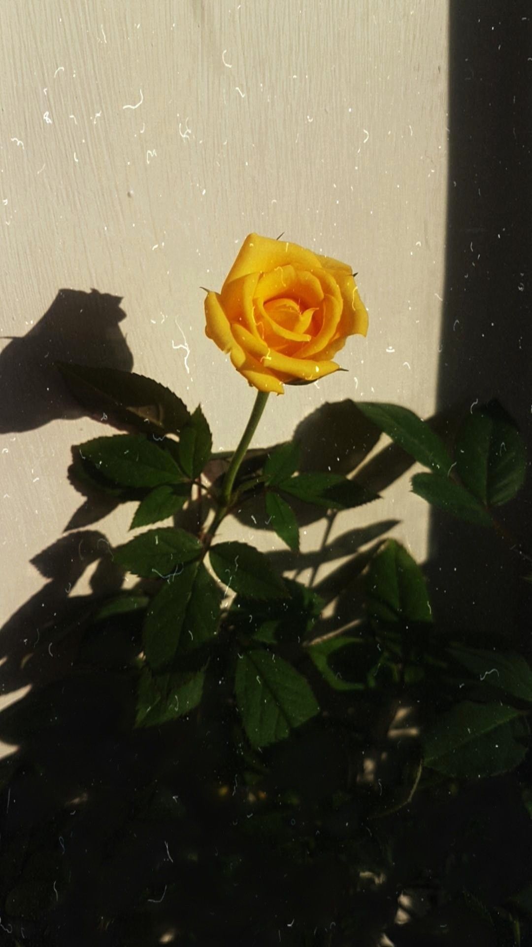 A yellow rose sitting in the sun - Roses