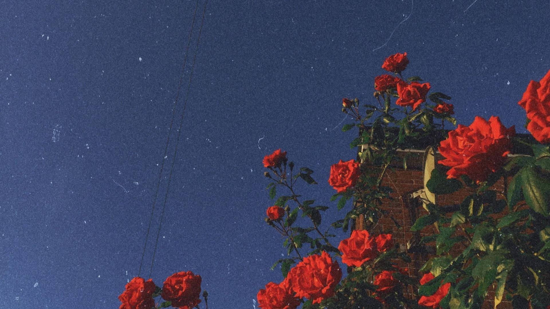 Aesthetic wallpaper red roses in the night sky - Roses, flower, retro, vintage