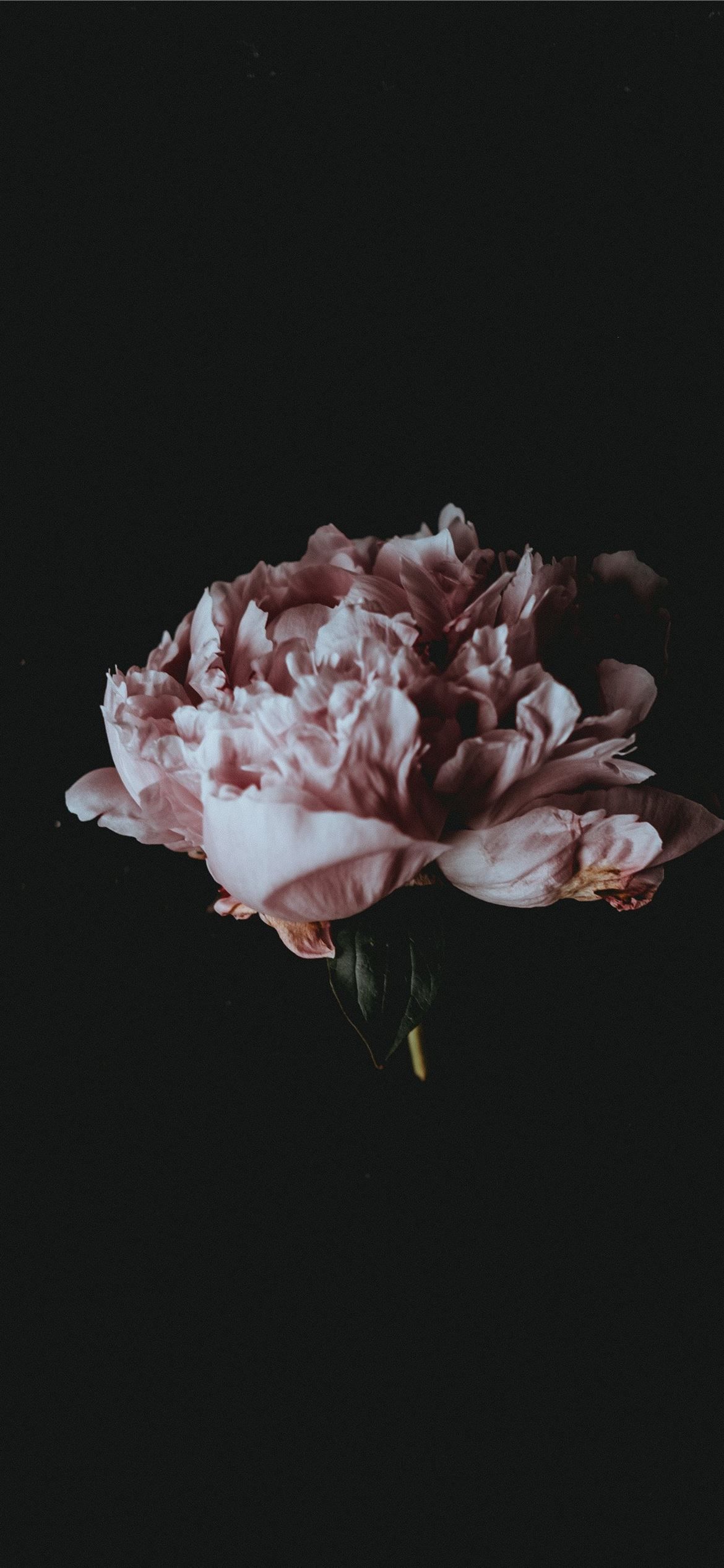 Peony flower in a vase on a black background - Flower