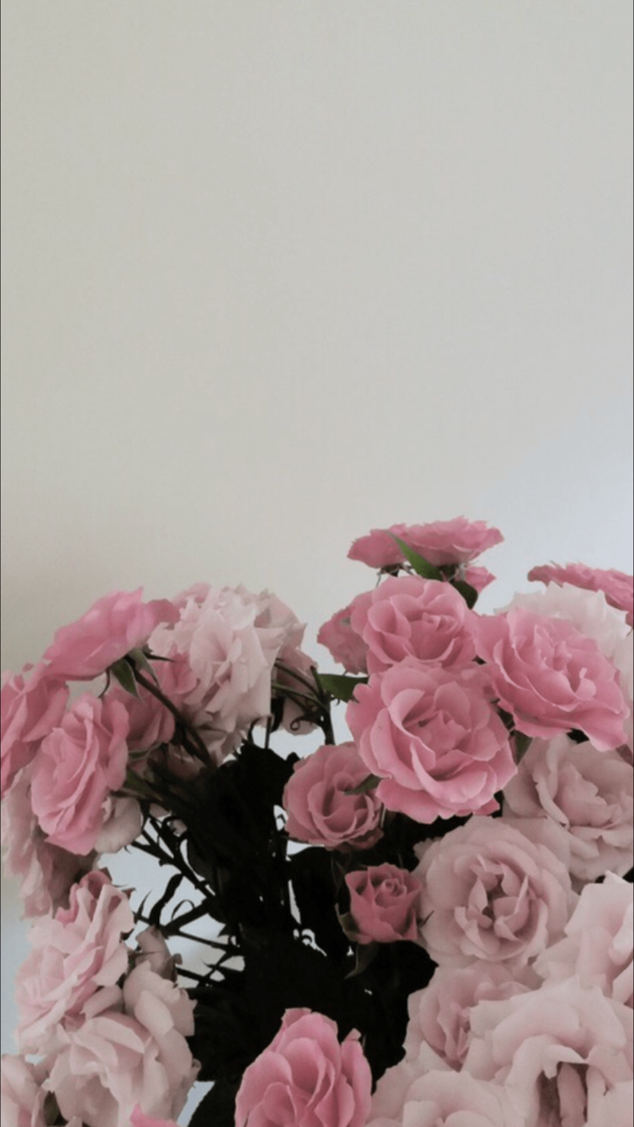 A vase filled with pink roses on a white background. - Flower
