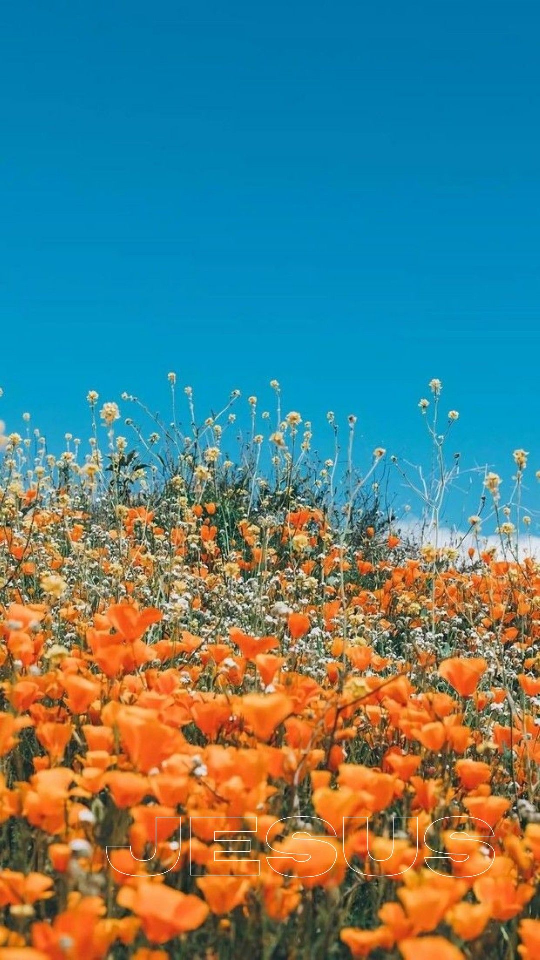 A field of orange flowers under a blue sky - Flower