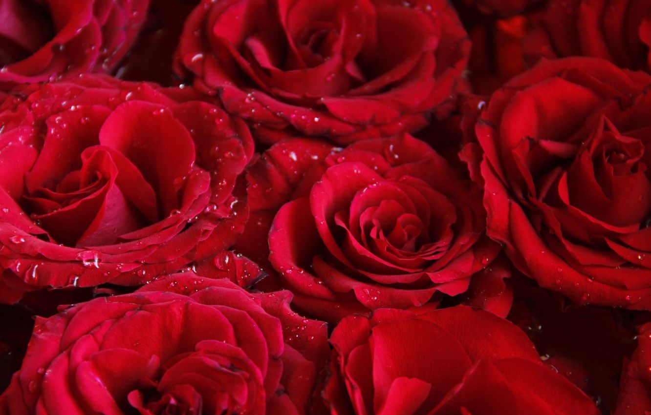A bouquet of red roses with water droplets on them. - Roses