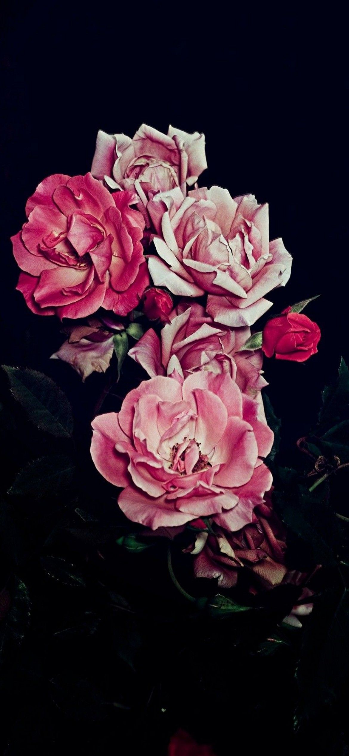 IPhone wallpaper of a bouquet of pink roses on a black background - Roses