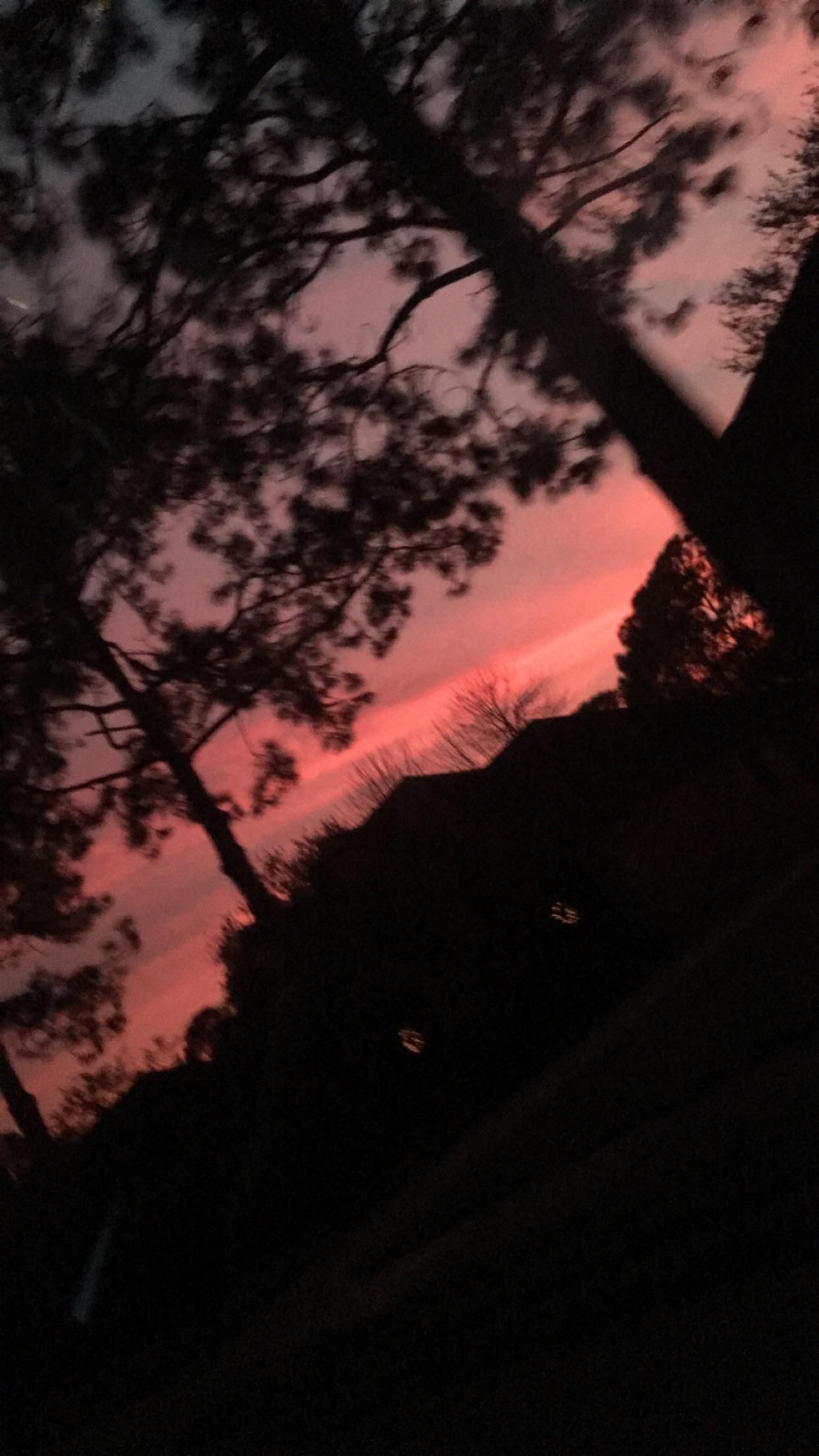A sunset is seen through the trees - Blurry