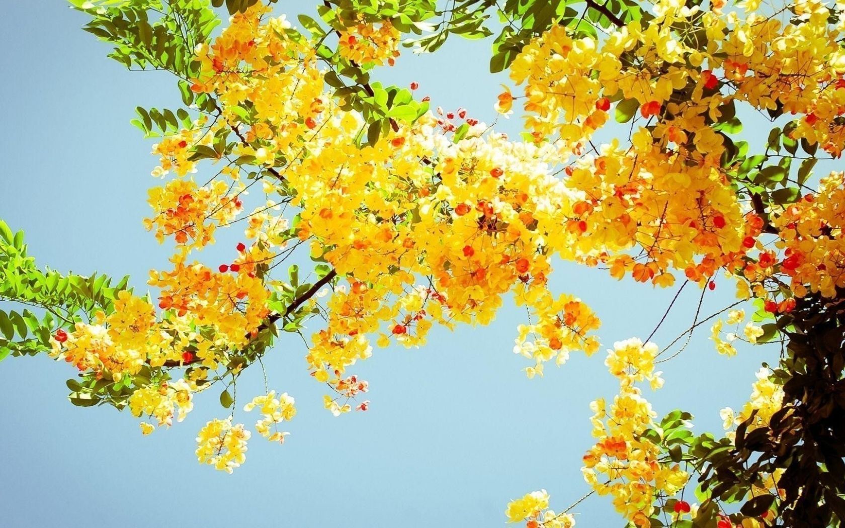 A tree with yellow flowers against a blue sky. - Spring