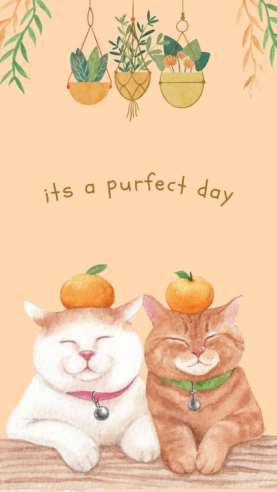 Two cats with oranges on their heads - Cat