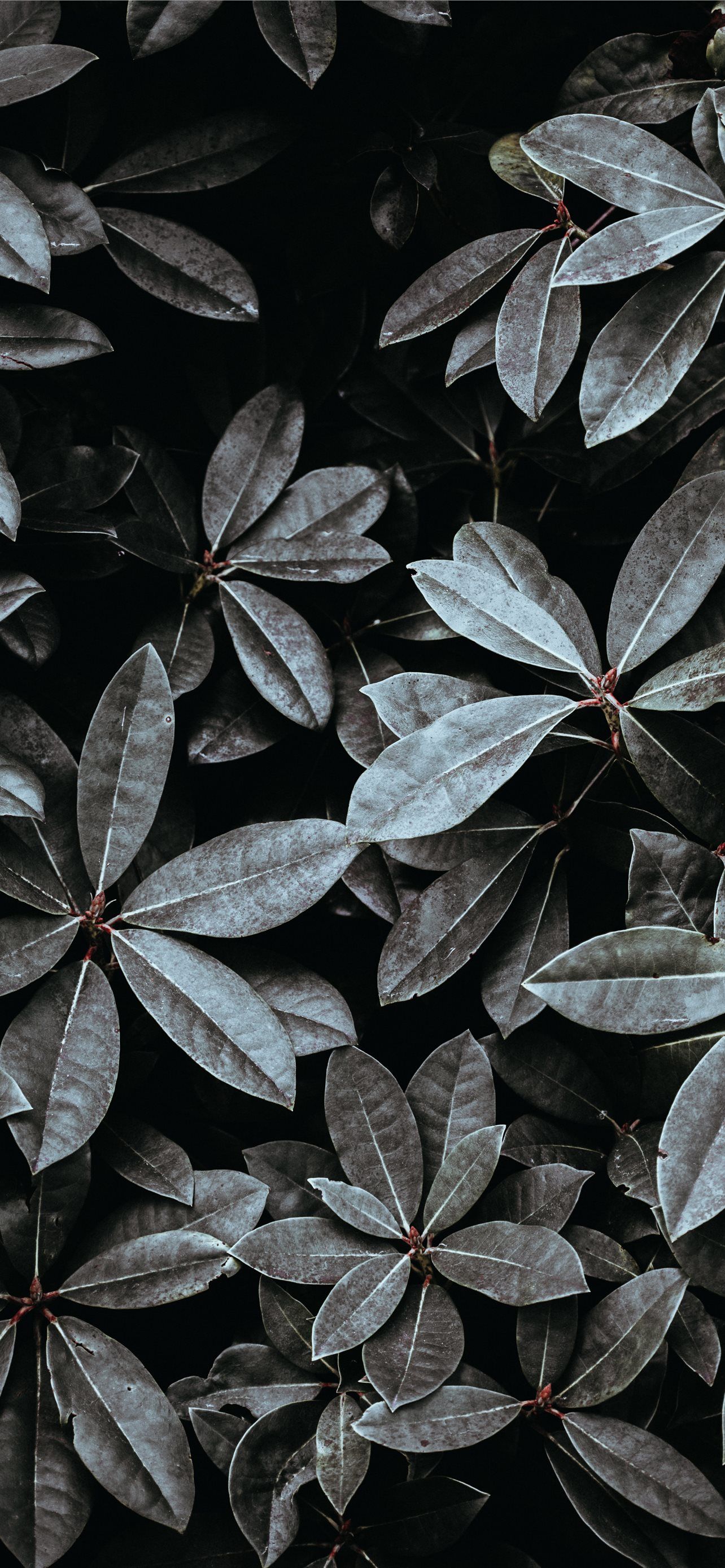 grayscale photo of leaves iPhone Wallpaper Free Download
