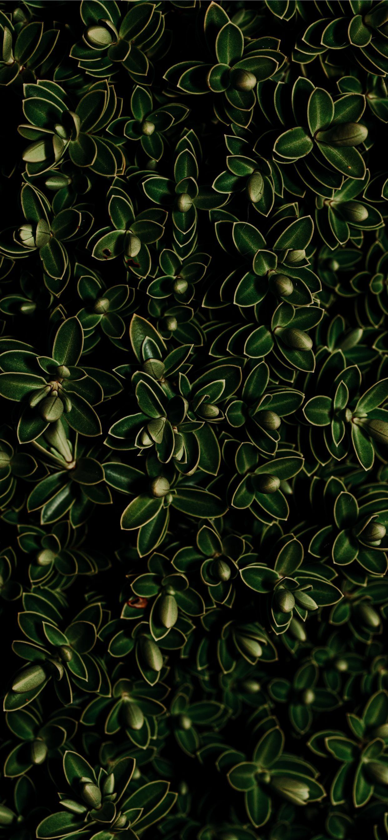 green leaf plant iPhone X Wallpaper Free Download