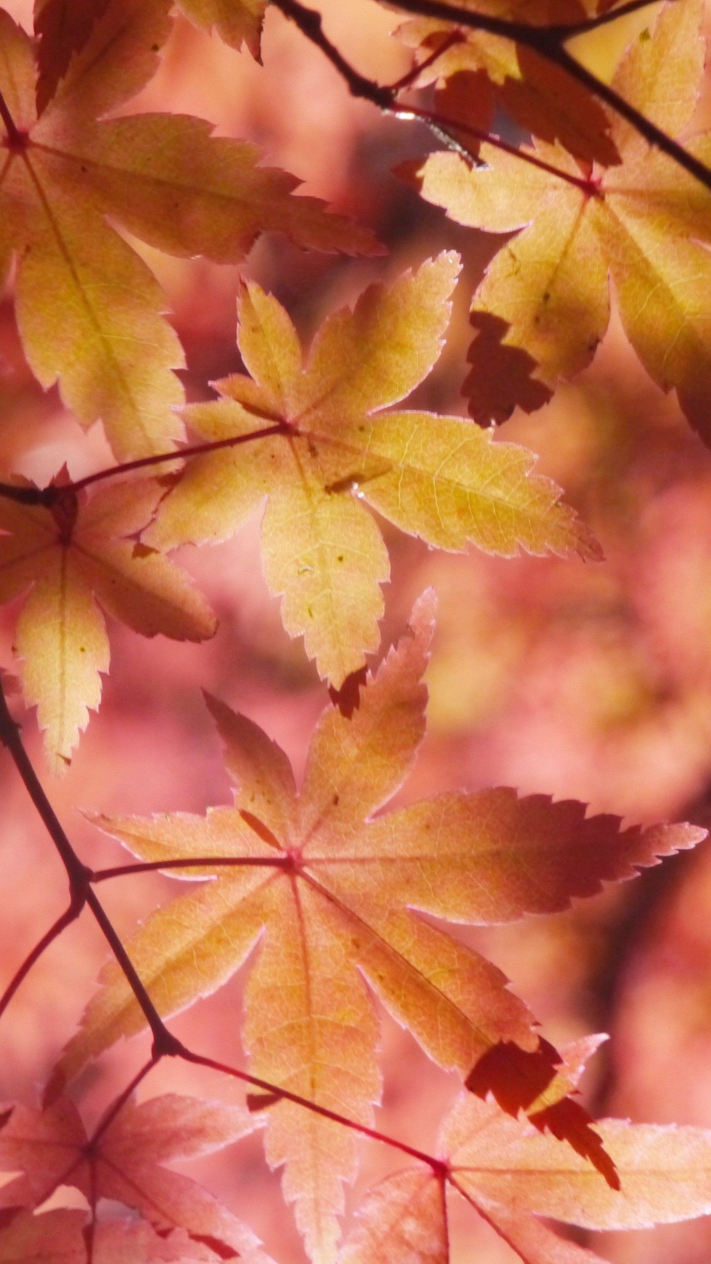 A close up of a tree branch with yellow leaves. - Leaves